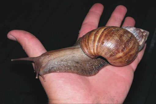 achatina_fulica_510